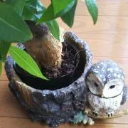 くいーんの画像