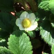 マウナの画像