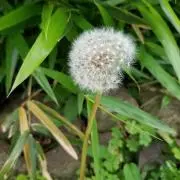 はせ