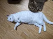だうえかたりも