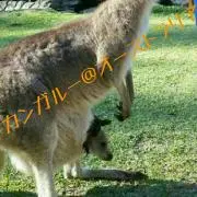 まきのの画像