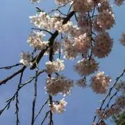 もちきなこの画像