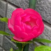 ねこ
