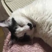 ユキちゃん