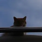かりん