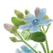 ピュアの画像