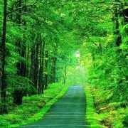 夏みかん☘️の画像