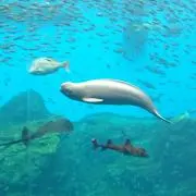 リカオの画像