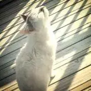 cocoa☆