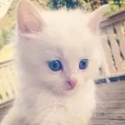 ねこの画像