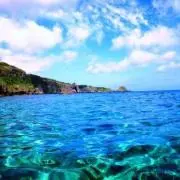 blue leafの画像