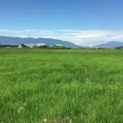 もも