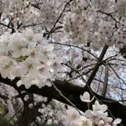 hananの画像