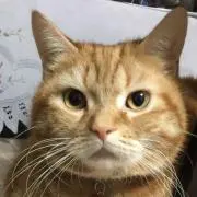 Aki.Kの画像