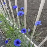 きよしの画像