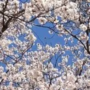 micoの画像