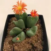 purikoの画像