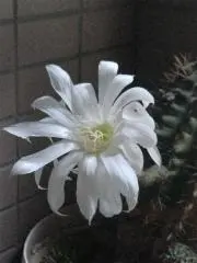 ブランバラン/期間限定ありプロフ参照の画像
