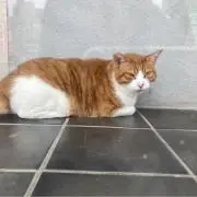 みんつむの画像