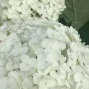 あいまおの画像