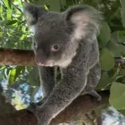 nの画像