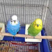 ここぁ