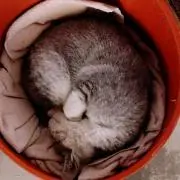 MARKの画像