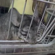 チンチラヴの画像