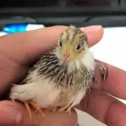 あや  《❗️即購入不可❗️》