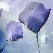 へぽの画像