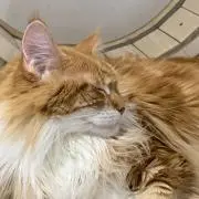 Lindaの画像