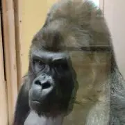 orangepeelの画像