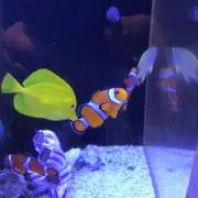 ぶー