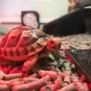 もっちぃの画像
