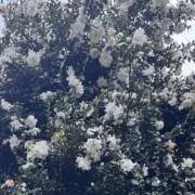 piの画像