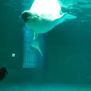 あずき