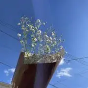 はるの画像