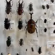 独占禁止法の画像