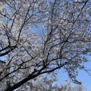 しろ
