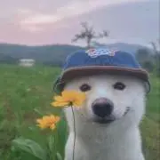 あべちょまる