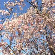 ゆのりお☆プロフ必読☆