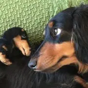 りおれおの画像