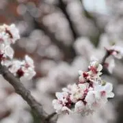 ちこの画像