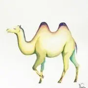 キャメルの画像