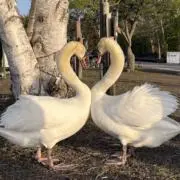 とみーの画像