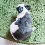 はる