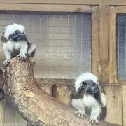 らグルの画像