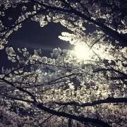 桜の画像