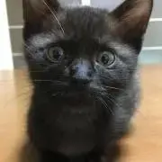 ごんごん