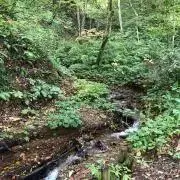 もり